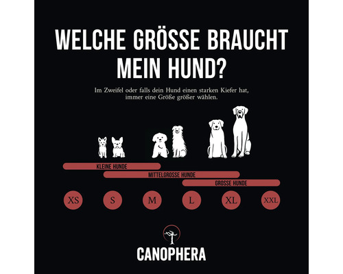 Welche Größe braucht mein Hund? Größenratgeber für Hunde