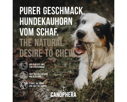 Hund kaut an einem Canophera Kauhorn vom Schaf für Hunde.