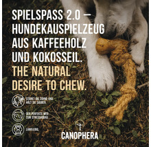 Hund kaut auf einem Hundespielzeug aus Kaffeeholz und Kokosseil
