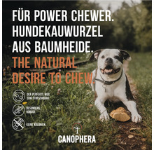 Canophera Hundekauwurzel für Power Chewer, hergestellt aus Baumheide