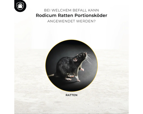 Anwendungsbereich von Rodicum Ratten Portionsköder: Rattenbefall