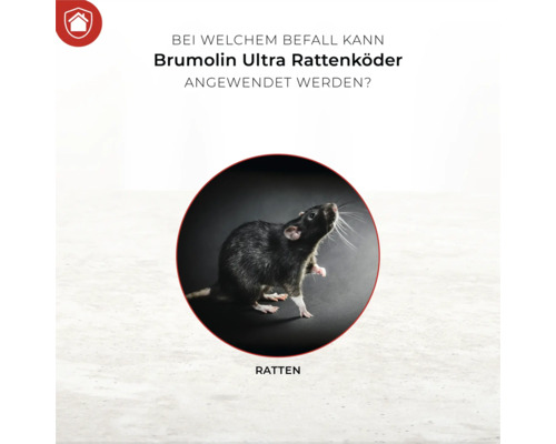 Anwendungsbereich von Brumolin Ultra Rattenköder: Rattenbefall