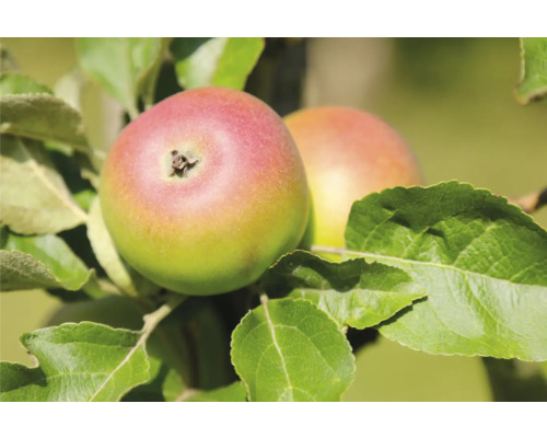 Bio Herbstapfel 'Prinz Albrecht' FloraSelf Bio Malus domestica 'Prinz Albrecht' Stammhöhe ca. 120 cm Gesamthöhe ca. 150-180 cm lagerfähig Historische/Alte Sorte Zwei Äpfel am Baum mit Blättern