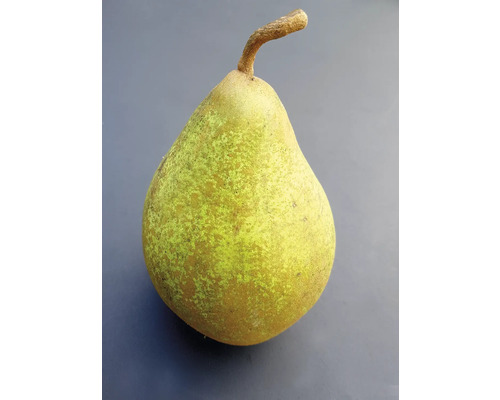 Bio Birne 'Triumph von Vienne' Halbstamm FloraSelf Bio Pyrus communis 'Triumph von Vienne' Stammhöhe ca. 120 cm Co 7,5 L Historische/Alte Sorte Einzelne grüne Birne