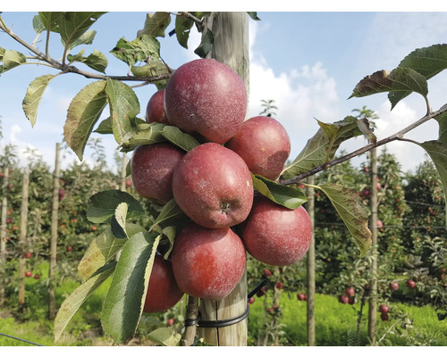 Bio Zwerg-Säulenapfel FloraSelf Bio Malus Starline 'Orange Crimson' H 60-80 cm Co 7,5 L