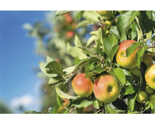 Apfelbaum mit reifen Äpfeln und grünen Blättern