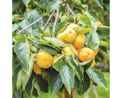 Bio Kaki 'Fuyu' FloraSelf Bio Diospyros kaki 'Fuyu' Stammhöhe ca. 60 cm Gesamthöhe ca. H 100-120 cm Co 7,5 L Busch