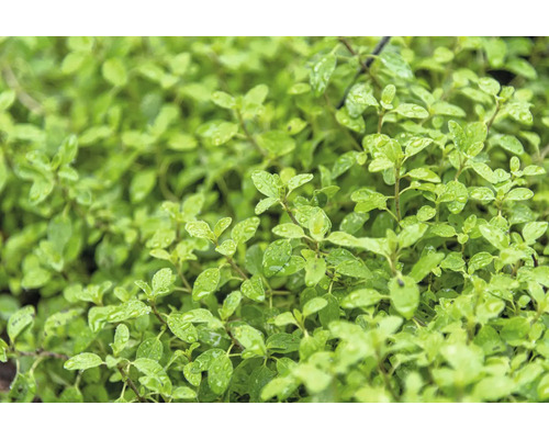 Italienische MajoranFloraSelf Origanum majorana 'Venezia' Co 0,5 L