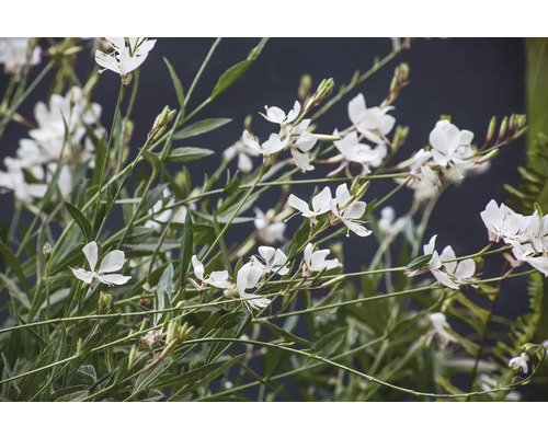Prachtkerze 'Geyser White' FloraSelf Gaura lindheimeri 'Geyser White' H 10-30 cm Co 0,5 L