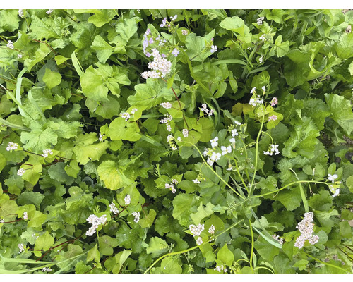 Nahaufnahme von Grünpflanzen mit kleinen, weißen Blüten