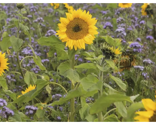 Sonnenblumenfeld mit blühenden Sonnenblumen und anderen Blumen