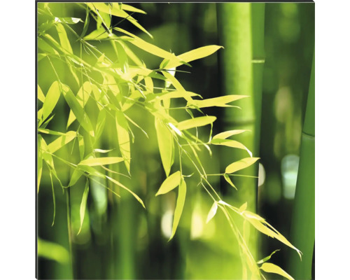 Bambus Pflanzen mit Stängeln und Blättern