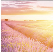 Küchenrückwand mySpotti Profix Provence Lavendelfeld 270 x 60 cm PX-27060-1889-HB