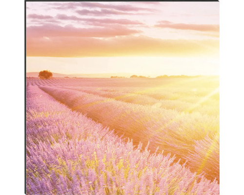 Dekoratives Wandbild mit Lavendelfeld bei Sonnenaufgang