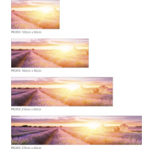 PROFIX Wandbild mit Lavendelfeld und Sonnenaufgang in verschiedenen Größen