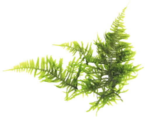 Grüner künstlicher Farnzweig zur Dekoration