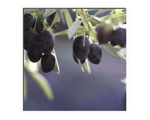 Nahaufnahme von Oliven am Baum