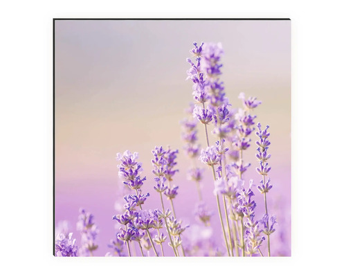 Nahaufnahme von Lavendelblüten auf einer Leinwand