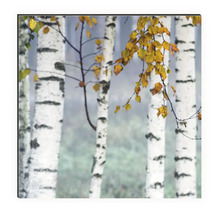 Küchenrückwand mySpotti Profix Birkenwald 160 x 60 cm PX-16060-14-HB
