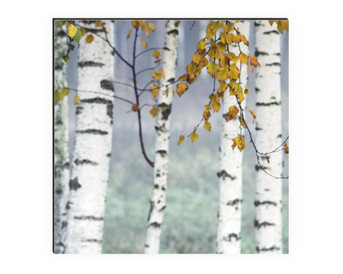 Dekoratives Bild mit Birkenwald und herbstlichen Blättern