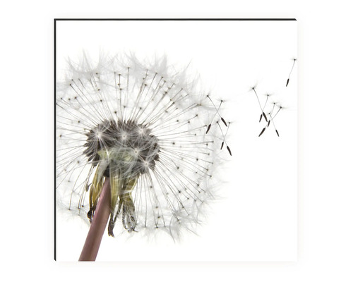 Dekoratives Wandbild mit Löwenzahn-Motiv