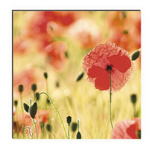 Dekoratives Wandbild mit Mohnblumenmotiv