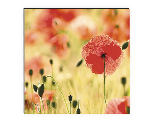 Wanddekoration mit Mohnblumenmotiv
