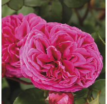 Duftrose 'Freifrau Carloline' FloraSelf Rosa 'Freifrau Carloline' H 10-60 cm Co 6 L