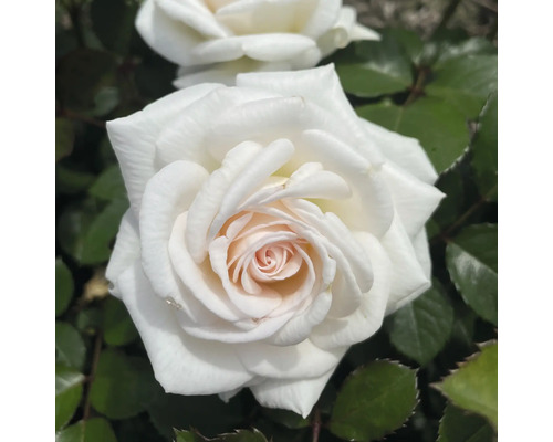 Duftrose 'Gräfin Elke zu Rantzau' FloraSelf Rosa 'Gräfin Elke zu Rantzau' H 10-60 cm Co 6 L
