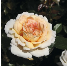 Nahaufnahme einer einzelnen Rose im Garten