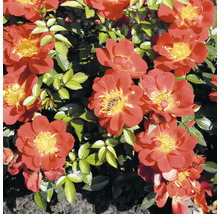 Bodendeckerrose 'Bienenweide Hellrot' FloraSelf Rosa 'Bienenweide Hellrot' H 10-30 cm Co 2 L
