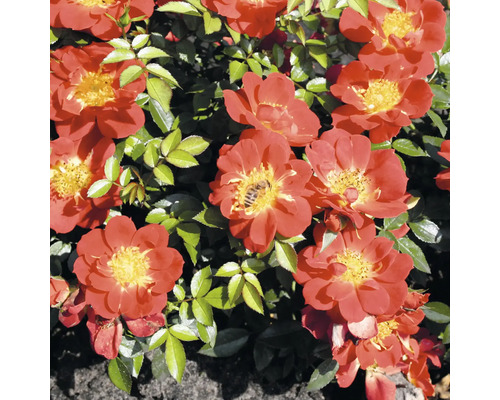 Blühende, orangefarbene Beetrose mit grünen Blättern.