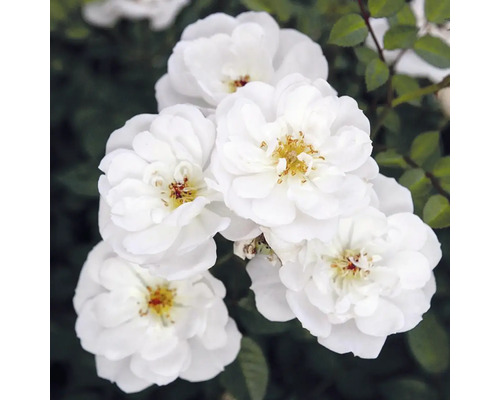 Nahaufnahme von weißen Rosenblüten.