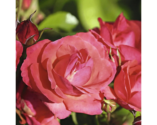 Strauchrose 'Lichtblick' FloraSelf Rosa 'Lichtblick' H 10-30 cm Co 3 L