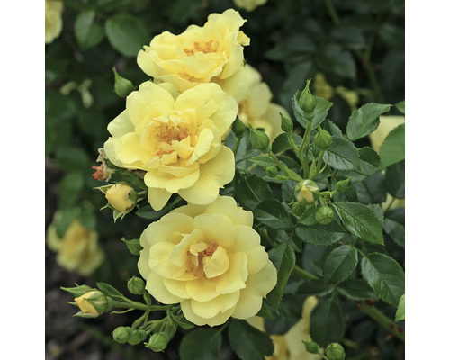 Duftrose 'Loredo' FloraSelf Rosa 'Loredo' H 10-30 cm Co 3 L