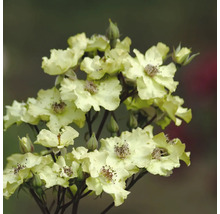 Nahaufnahme einer Gruppe Rosenblüten