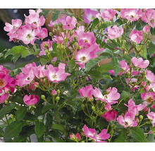 Rose mit rosa Blüten und grünen Blättern