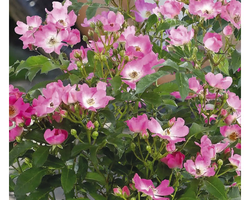 Rose mit rosa Blüten und grünen Blättern