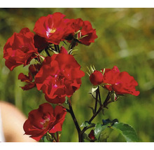 Roter Rosenstrauch mit Blüten und Knospen