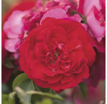 Nahaufnahme einer roten Rosenblüte