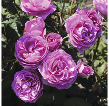 Nahaufnahme von rosa Rosenblüten