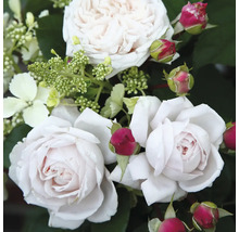 Duftrose 'Constanze Mozart' FloraSelf Rosa 'Constanze Mozart' H 10-60 cm Co 6 L