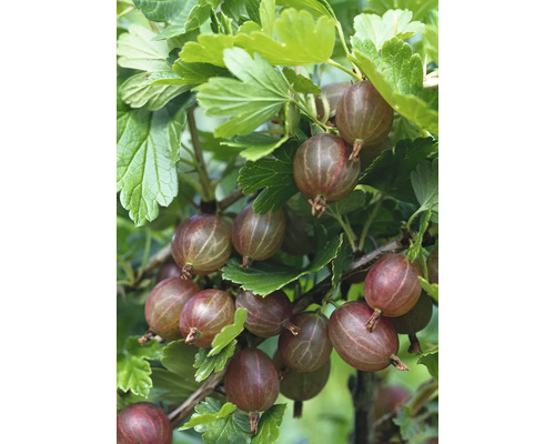 Bio Rote Stachelbeere Hochstamm FloraSelf Bio Ribes uva-crispa 'Hinnonmäki rot' H ca. 140 cm Co 5 L