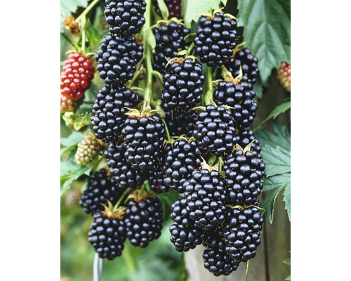 Bio Stachellose Brombeere 'Black Satin' FloraSelf Floralie Gärtnern mit Kids Ø 13 cm Topf