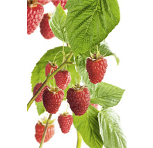 Bio Herbst-Himbeere 'Aroma Queen' FloraSelf Bio Co 2 L bildet wenige Ausläufer, sehr ertragreich