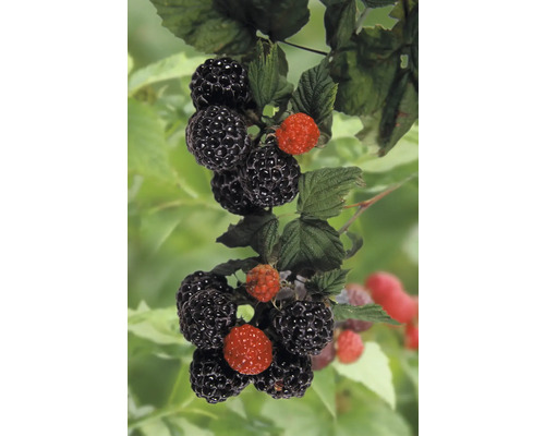 Bio Schwarze Himbeere, Sommerhimbeere 'Black Jewel' FloraSelf Bio H ca. 40 cm Co 2 L sehr ertragreich