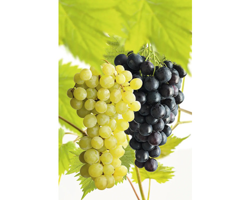 Bio Weintraube Tafeltraube Spalier FloraSelf Bio Vitis vinifera 'Regent' und 'Phoenix' Co 7,5 L gelb und blauviolett
