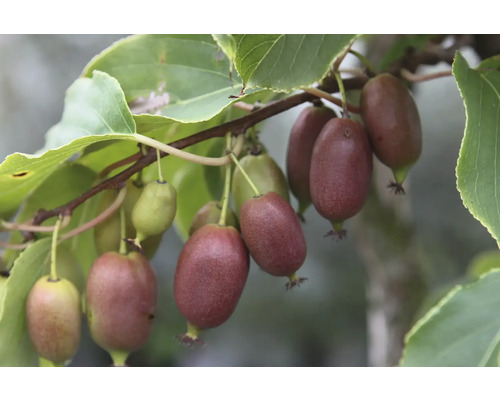 Bio Mini-Kiwi 'Red Jumbo' (weiblich) FloraSelf Bio Actinidia arguta 'Red Jumbo' Co 3 L