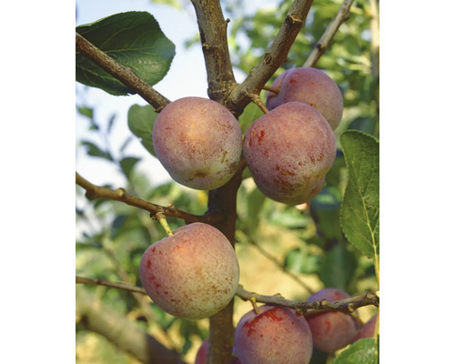 Bio Pflaume Halbstamm FloraSelf Bio Prunus persica 'Königin Viktoria' Stammhöhe ca. 120 cm Co 7,5 L selbstfruchtend Historische/Alte Sorte Pflaumenbaum mit reifen Früchten an den Ästen
