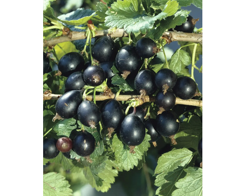 Bio Josta Beere Hochstamm FloraSelf Bio Ribes x nidigrolaria H ca. 140 cm Co 5 L Schwarze Johannisbeeren am Strauch